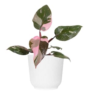United Nursery Live Ring of Fire Philodendron Exotic Variegated Houseplant  in 6 in. White Decor Pot PHLROF6HW - The Home Depot