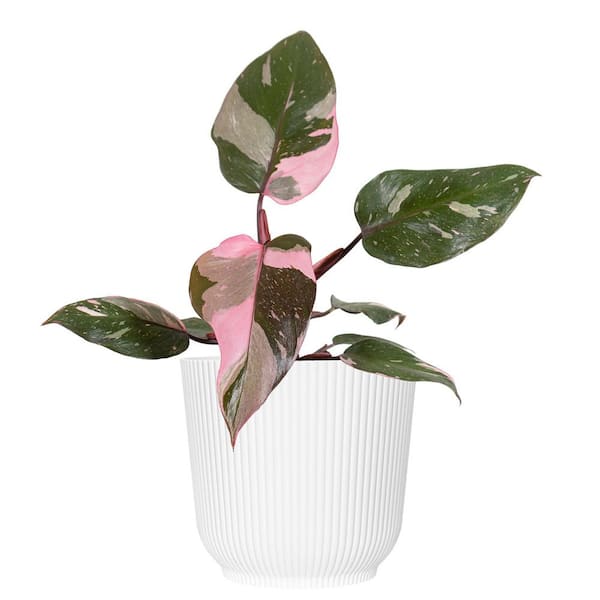 United Nursery Live Pink Princess Philodendron Erubescens Plant in 6 in. White Decor Pot
