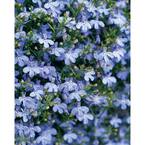 4.25 in. Grande Laguna Sky Blue (Lobelia) Live Plant, Light Blue Flowers (4-Pack)