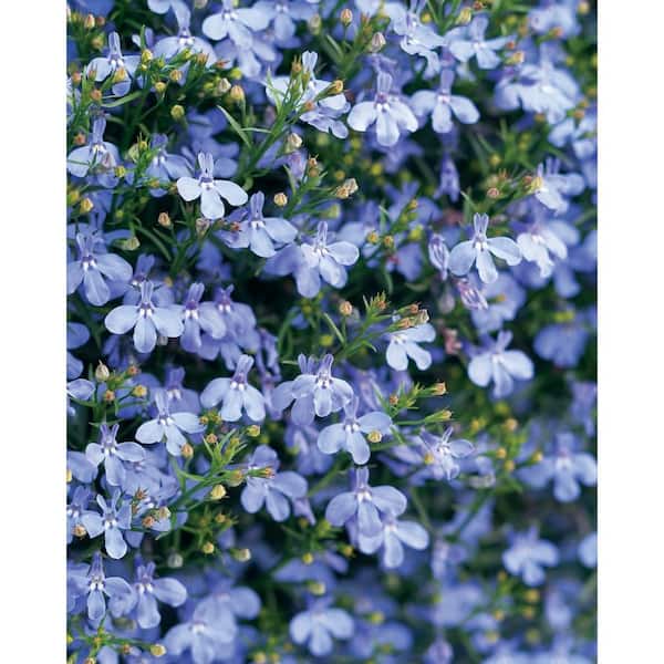 light sky blue flowers