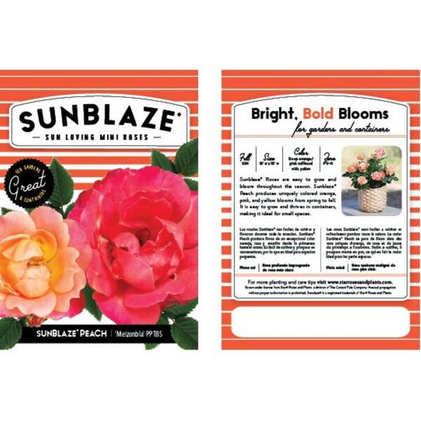 Sunblaze 2.5 In. Sunblaze Peach Mini Rose Bush with Orange-Pink