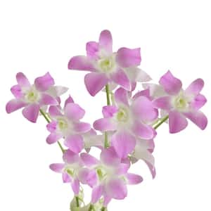 70 Sakura Dendrobium Orchid Flowers- Fresh Flower Delivery