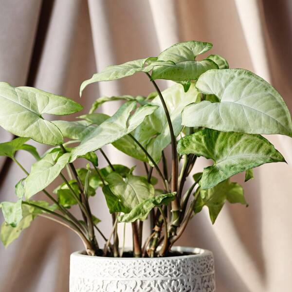 palm like indoor plants Large Lady Palm Houseplant with Planter - Large (3-4' tall) Top Half White Planter