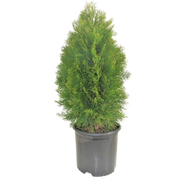 BELL NURSERY 3 Gal. Emerald Green Arborvitae (Thuja) Live Evergreen Shrub