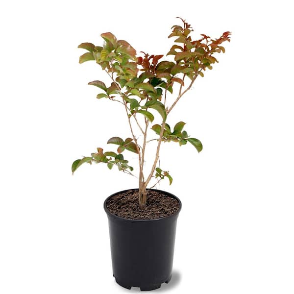 1 Gal. Miss Frances Crape Myrtle Tree