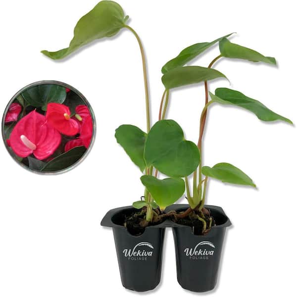 Red Sensation Anthurium-2 Live Starter Plants in 2 in. Pots-Anthurium Andraeanum-Elegant Low Maintenance