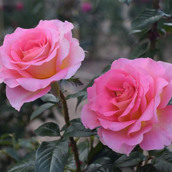Vigoro 13 in. Julie Andrews Rose Plant with Pink Flowers 17581