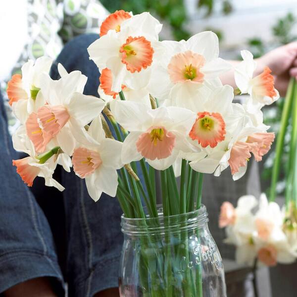  Dutch Master Daffodil 100 Bulbs - 12/14 cm Bulbs : Patio, Lawn  & Garden