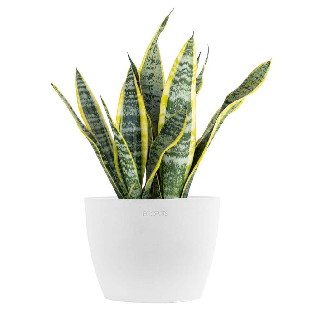 Sansevieria Laurentii Live Snake Plant in 6 inch Premium Ecopots Pure White price history on PriceWatchPro