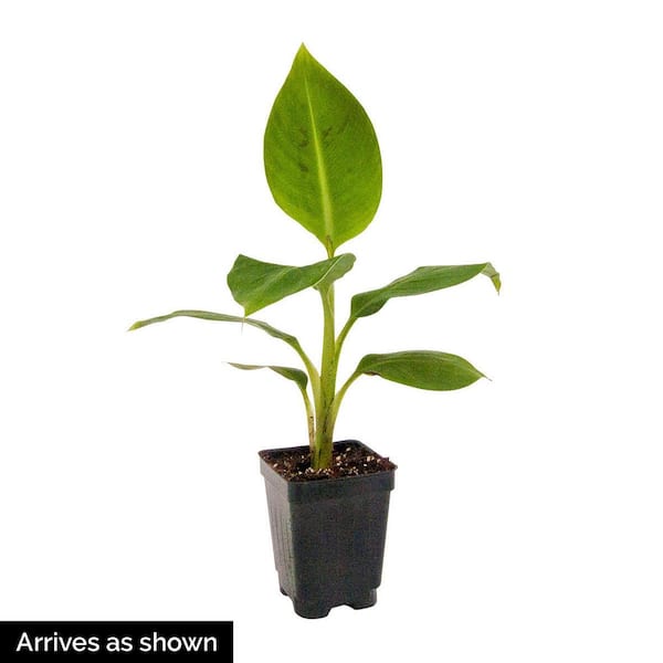 buy money plant online Chinese Money Tree Plant for Sale | Buy Houseplants