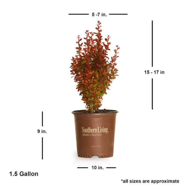 SOUTHERN LIVING 1.5 Gal. Orange Rocket BarBerry Bush (Berberis