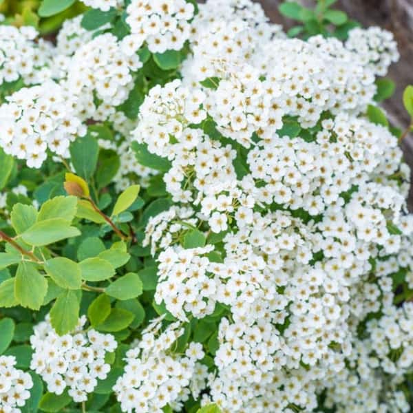 Spring Hill Nurseries 2.50 qt. Pot, Vanhoutte Spirea Shrub, Live Potted Deciduous Flowering Plant (1-Pack)