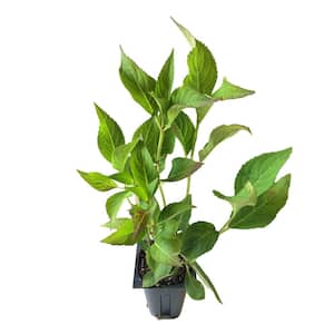 Inspire Hydrangea 3 Total Plants in 3 Separate 4 in. Pot