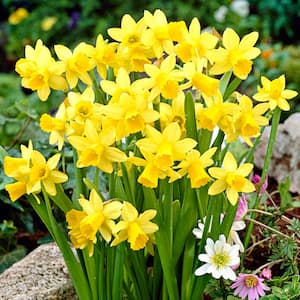 12/14 cm, Narcissus Tete-a-Tete Daffodil Flower Bulbs (Bag of 25)