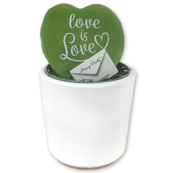 Wekiva Foliage Hoya Kerrii Heart - "Love is Love" Message - Live Plant in a 2 in. Pot - Hoya Kerrii - Easy Care Gift for Plant Lovers