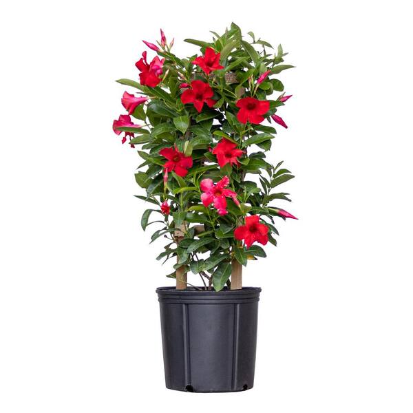 Red Mandevilla Trellis Sun Parasol Live Outdoor Vining Plant in 9.25 inch Grower Pot