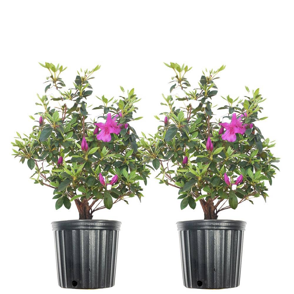 3 Gal. Flowering Bright Formosa Azalea Shrub (2-Pack)