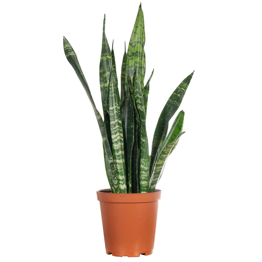 Perfect Plants Black Coral Snake Plant (Sanseveria) in 6 in. Grower's ...