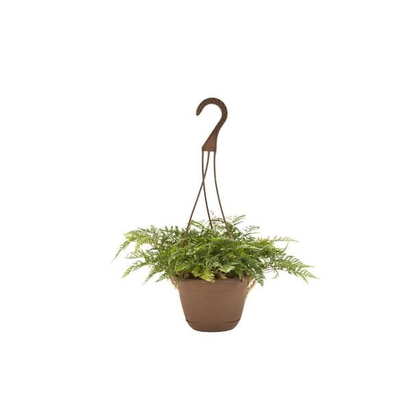 Costa Farms 6.6 in. HB Exotic Angel Foliage Plant CE66EABSK - The Home Depot