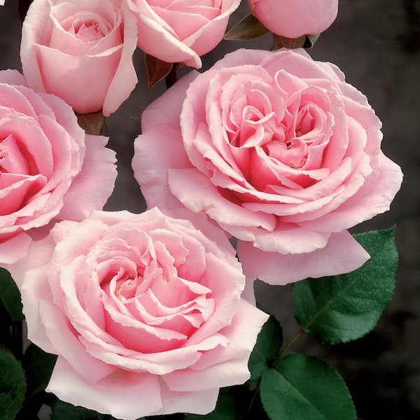 national PLANT NETWORK 4 in. Cupcake Mini Rose with Pink Flowers (3-Piece)