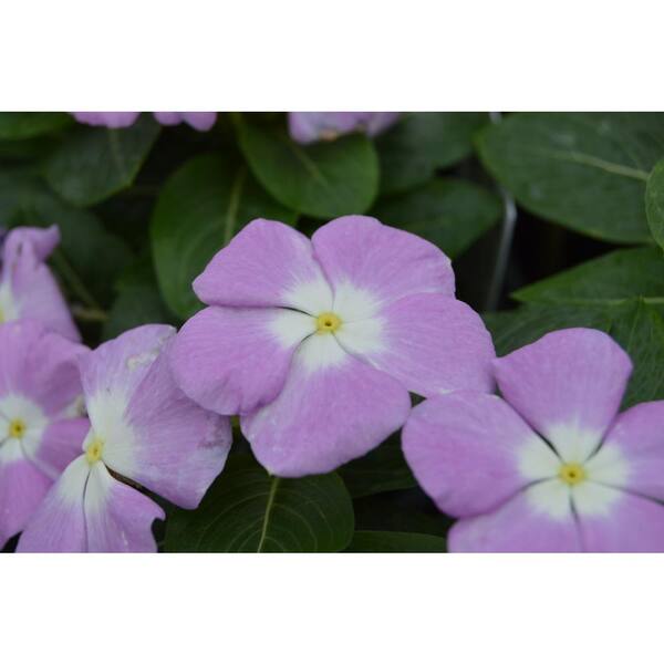 1.27 Qt. Vinca Titan Lav Blue Halo Periwinkle Plant (6-Pack