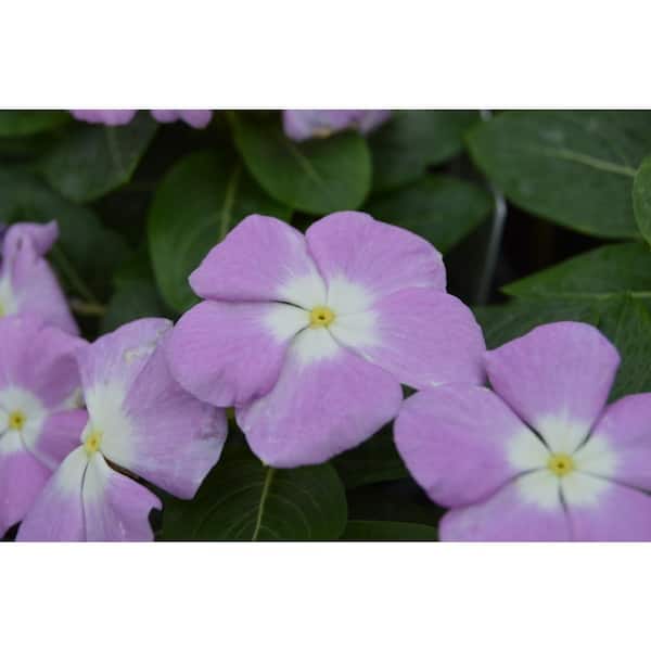 Unbranded 1.27 Qt. Vinca Titan Lav Blue Halo Periwinkle Plant (6-Pack)