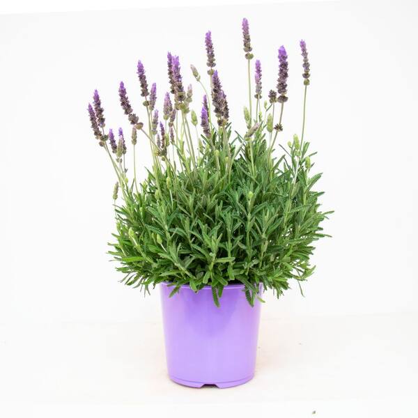 1 gal. Dentata LaDiva Imperial Lavender (4-Pack) LAVDENPR5-GZT4