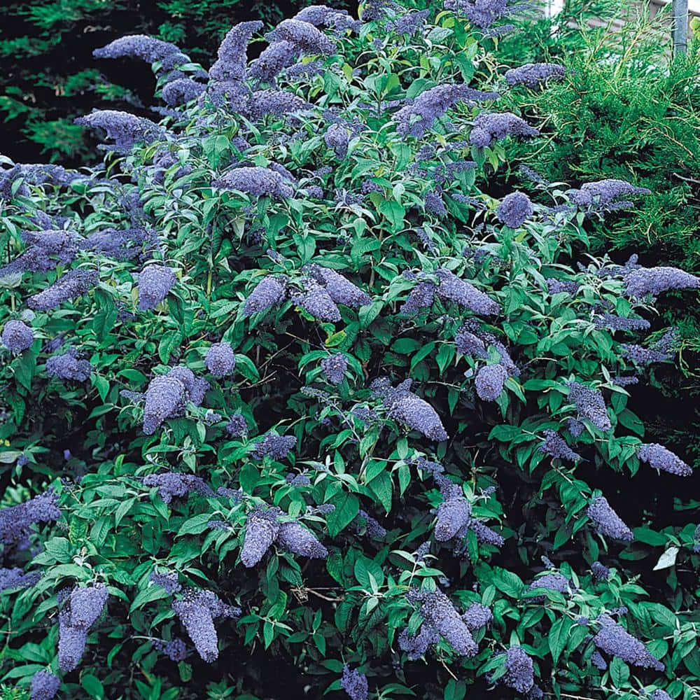 1 Gal. Pot, Nanho Blue Flowering Butterfly Bush Buddleia Potted Shrub (1-Pack) price history on PriceWatchPro
