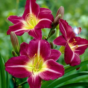 Purple Daylily Re-Blooming d'Oro Roots (3-Pack)