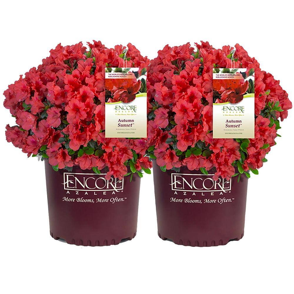 ENCORE AZALEA 1 Gal. Autumn Sunset Shrub with Bright Red Flowers (2 ...