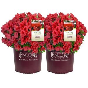 1 Gal. Autumn Sunset Shrub with Bright Red Flowers (2-pack)