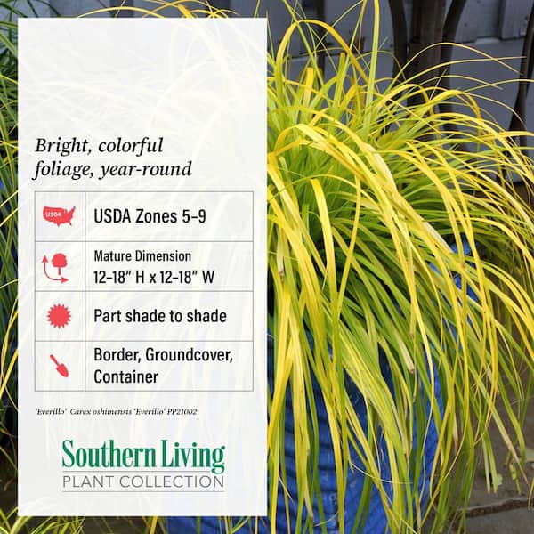 SOUTHERN LIVING 2.5 Qt. Evercolor Everillo Carex (Sedge Grass