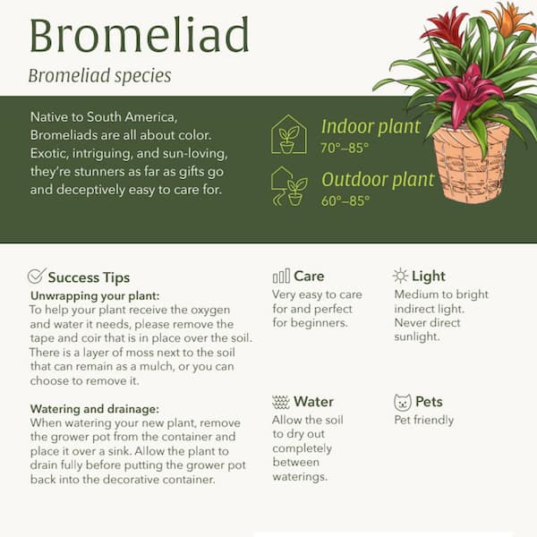 bromeliad identification