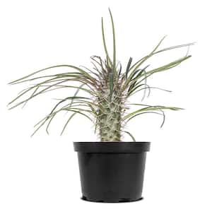 Madagascar Palm 6 in. Grower Pot Plant