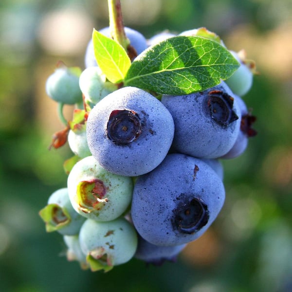 national PLANT NETWORK 2.25 Gal. Climax Blueberry Plant