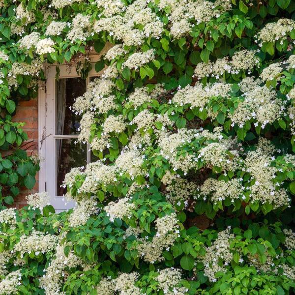 Direct Gardening Climbing Hydrangea Vine - Thumbnail 4