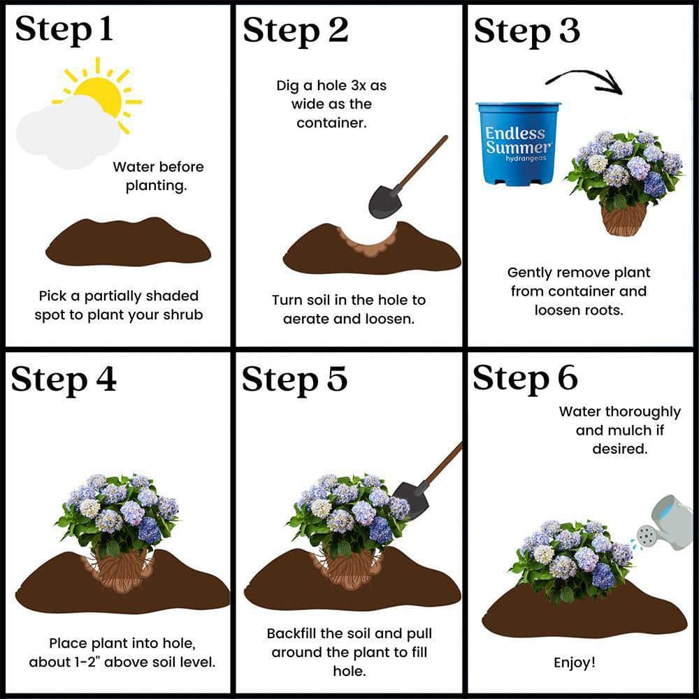 Endless Summer Blue Hydrangea in 1 Gallon Container