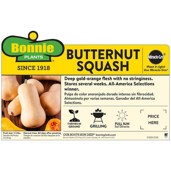 19 oz. Butternut Squash Plant
