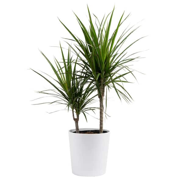 Costa Farms Marginata Indoor Plant in 10 in. White Decor Pot, Avg. Shipping Height 2-3 ft. Tall