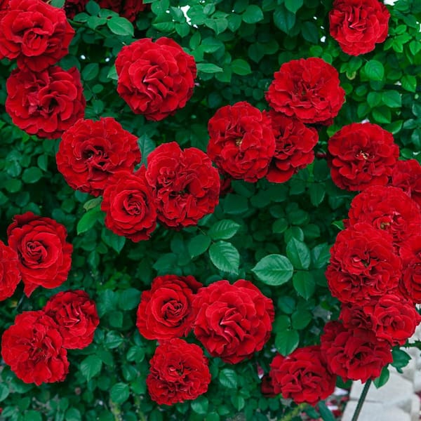 Red Ribbons™ Ground Cover Rose