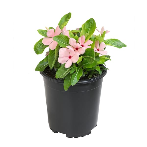 ALTMAN PLANTS Pink Vinca Outdoor Garden Annual Plant in 2.5 qt