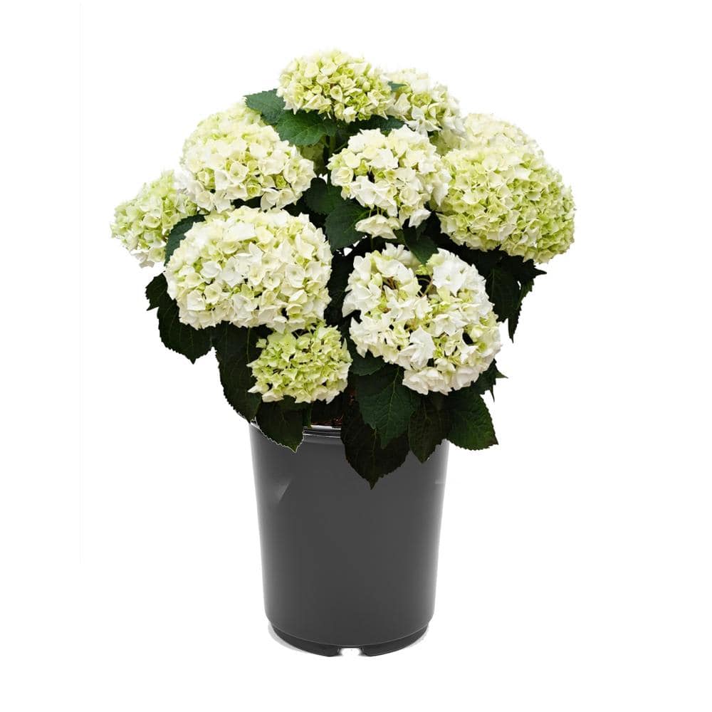 2.5 qt. Hydrangea macrophylla Hoko Bride White Perennial Plant with White F