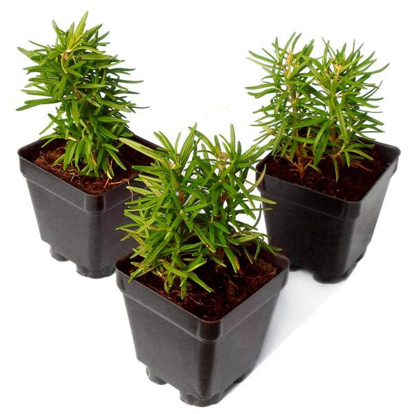 national PLANT NETWORK 3.25 in. Lavender Super Blue Plant (6-Pack) HD1577A  - The Home Depot