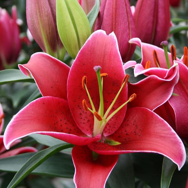 national PLANT NETWORK Lilies Sunny Keys Oriental Lilies Bulbs (5