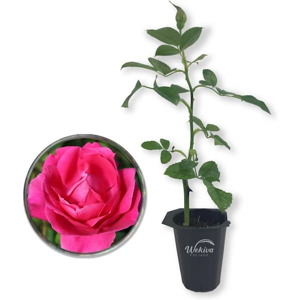 Wekiva Foliage Grande Dame Rose Bush -Live Starter Plant in a 2 in. Growers Pot-Beautifully Fragrant Hybrid Tea Rose