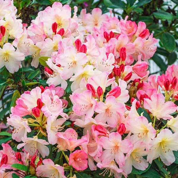 Spring Hill Nurseries Percy Wiseman Rhododendron Dormant Bare Root Broadleaf Evegreen Shrub (1-Pack)