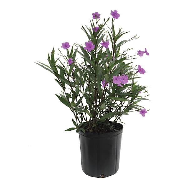 2 Gal. Purple Mexican Petunia Ruellia Flowering Perennial Plant (1-Pack)