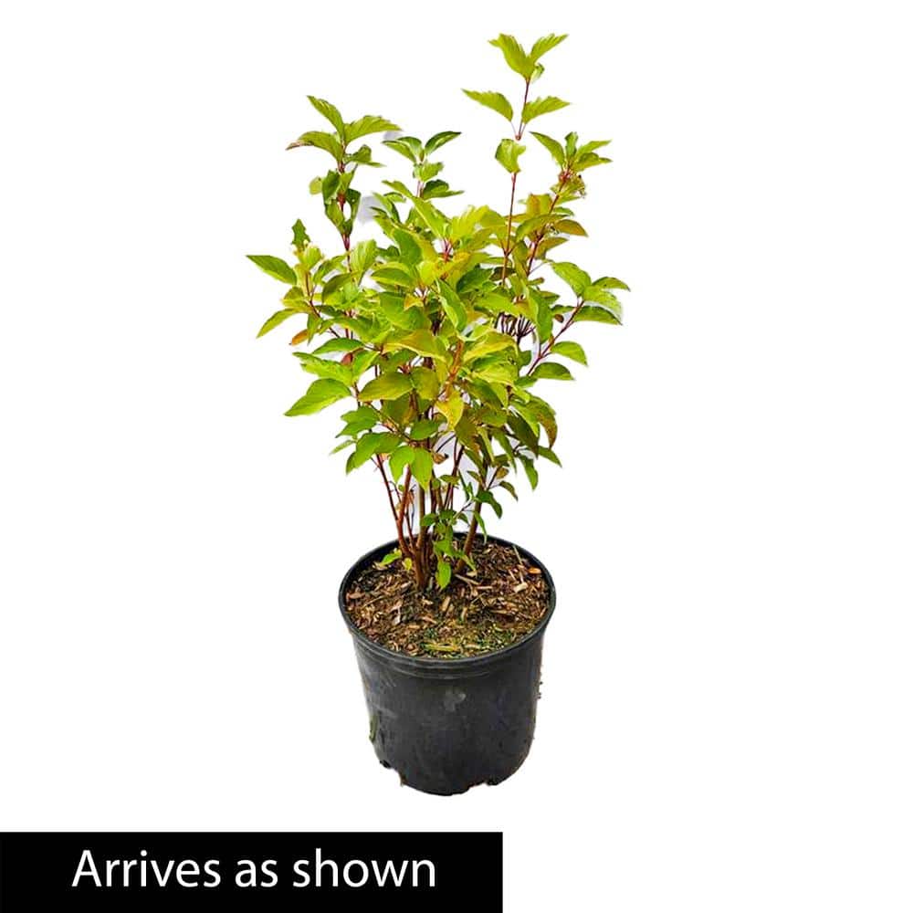 White and Red Variegated Dogwood Shrub in 2.25 Gal Pot