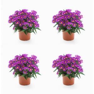 Annual Aster Pink/Magenta 2.5 qt. (4-Pack)