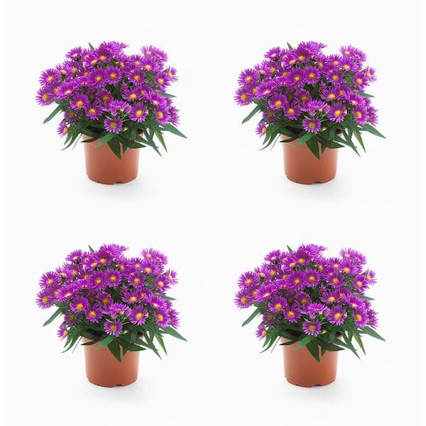 Unbranded Annual Aster Pink/Magenta 2.5 qt. (4-Pack)